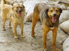 EMILIO, Hund, Mischlingshund in Rumänien - Bild 20
