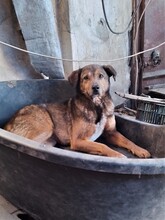 EMILIO, Hund, Mischlingshund in Rumänien - Bild 3