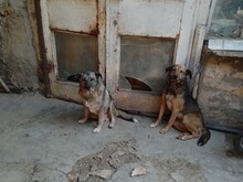EMILIO, Hund, Mischlingshund in Rumänien - Bild 4
