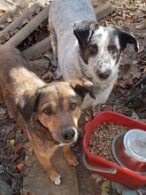 EMILIO, Hund, Mischlingshund in Rumänien - Bild 5