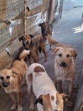 EMILIO, Hund, Mischlingshund in Rumänien - Bild 6
