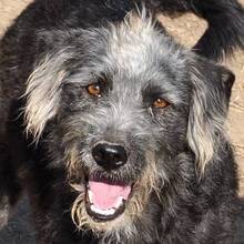DIANDRA, Hund, Mischlingshund in Rumänien - Bild 1