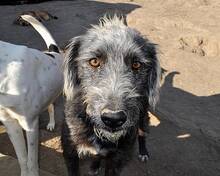 DIANDRA, Hund, Mischlingshund in Rumänien - Bild 10