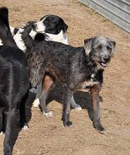 DIANDRA, Hund, Mischlingshund in Rumänien - Bild 4