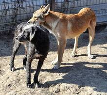 DIANDRA, Hund, Mischlingshund in Rumänien - Bild 5