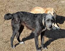 DIANDRA, Hund, Mischlingshund in Rumänien - Bild 6