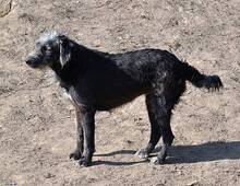 DIANDRA, Hund, Mischlingshund in Rumänien - Bild 7