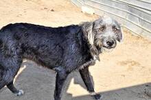 DIANDRA, Hund, Mischlingshund in Rumänien - Bild 9