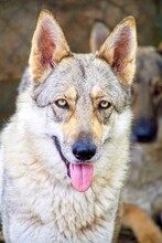 FREYA, Hund, Iberischer Wolfshund in Spanien - Bild 1