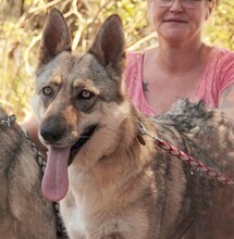 FREYA, Hund, Iberischer Wolfshund in Spanien - Bild 2