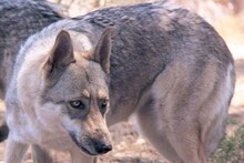 FREYA, Hund, Iberischer Wolfshund in Spanien - Bild 3