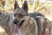FREYA, Hund, Iberischer Wolfshund in Spanien - Bild 7