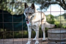 FREYA, Hund, Iberischer Wolfshund in Spanien - Bild 8