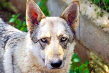 FREYA, Hund, Iberischer Wolfshund in Spanien - Bild 9