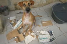 ORO, Hund, Mischlingshund in Spanien - Bild 3