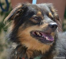 RIGBY, Hund, Mischlingshund in Spanien - Bild 1