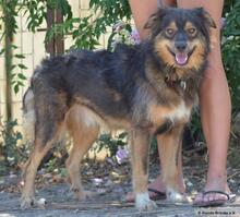 RIGBY, Hund, Mischlingshund in Spanien - Bild 3