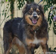 RIGBY, Hund, Mischlingshund in Spanien - Bild 6