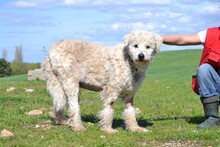 BORZI, Hund, Komondor in Ungarn - Bild 2