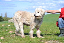 BORZI, Hund, Komondor in Ungarn - Bild 5