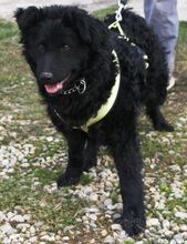 VITA, Hund, Mischlingshund in Kroatien - Bild 5