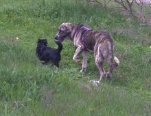 DAMA, Hund, Mastiff in Einbeck - Bild 8