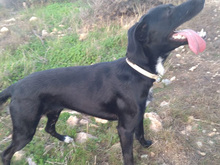 PANNACOTTA, Hund, Mischlingshund in Spanien - Bild 18