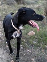 PANNACOTTA, Hund, Mischlingshund in Spanien - Bild 21
