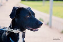 PANNACOTTA, Hund, Mischlingshund in Spanien - Bild 26
