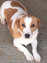 BENNY, Hund, Mischlingshund in Rumänien - Bild 1