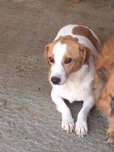 BENNY, Hund, Mischlingshund in Rumänien - Bild 11