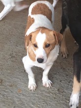 BENNY, Hund, Mischlingshund in Rumänien - Bild 12
