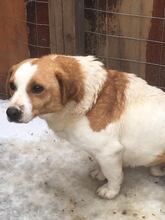 BENNY, Hund, Mischlingshund in Rumänien - Bild 17
