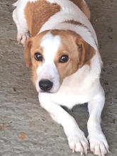 BENNY, Hund, Mischlingshund in Rumänien - Bild 2