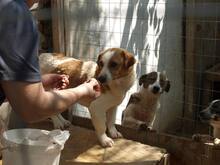 BENNY, Hund, Mischlingshund in Rumänien - Bild 20