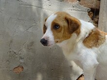 BENNY, Hund, Mischlingshund in Rumänien - Bild 21