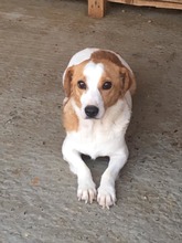 BENNY, Hund, Mischlingshund in Rumänien - Bild 3