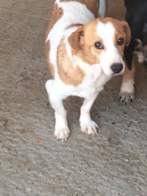 BENNY, Hund, Mischlingshund in Rumänien - Bild 4