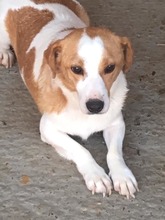 BENNY, Hund, Mischlingshund in Rumänien - Bild 7
