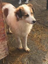 CALOU, Hund, Mischlingshund in Rumänien - Bild 2