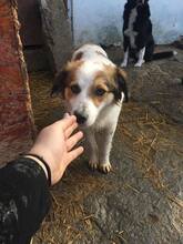 CALOU, Hund, Mischlingshund in Rumänien - Bild 4