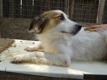 CALOU, Hund, Mischlingshund in Rumänien - Bild 5