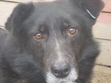 HARRY, Hund, Mischlingshund in Rumänien - Bild 10