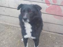 HARRY, Hund, Mischlingshund in Rumänien - Bild 13