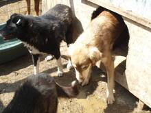 HARRY, Hund, Mischlingshund in Rumänien - Bild 17
