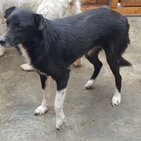 HARRY, Hund, Mischlingshund in Rumänien - Bild 3