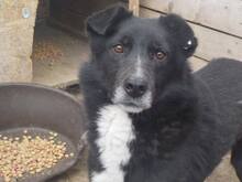 HARRY, Hund, Mischlingshund in Rumänien - Bild 9
