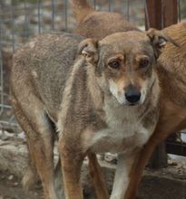 JELLA, Hund, Mischlingshund in Rumänien - Bild 1
