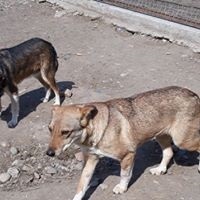 JELLA, Hund, Mischlingshund in Rumänien - Bild 10