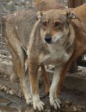 JELLA, Hund, Mischlingshund in Rumänien - Bild 2